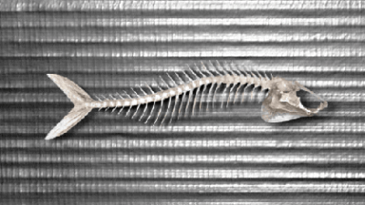 sardinha17
