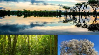 dest-mesa-brasileira-da-pecuaria-sardinha17