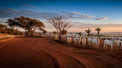 destacada agro bela vista home destaque 00 sardinha17