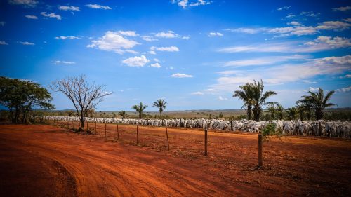 destaque agro bela vista home destaque 03 sardinha17