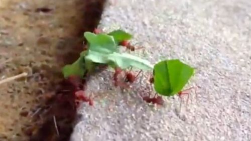 formigueira mangueira