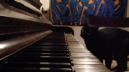 pianist cat