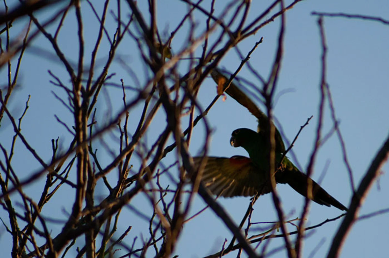 Registro de ave de plumagem verde entre galhos secos, com asas abertas e céu azul ao fundo. Fotografia autoral de Eduardo Sardinha — Sardinha17. Palavras-chave: ave, pássaro, periquito, voo, galhos, fauna, natureza.