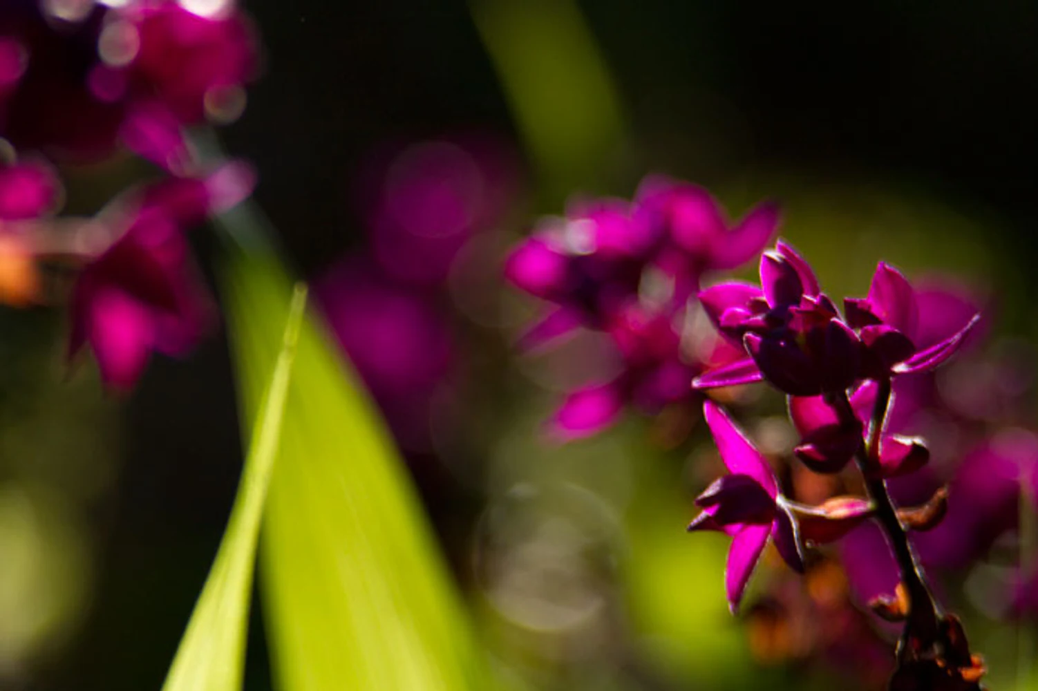 Fotografia botânica em close de pequenas flores magenta, folhas verdes e fundo escuro com bokeh. Fotografia autoral de Eduardo Sardinha — Sardinha17. Palavras-chave: flores, magenta, rosa, macro, botânica, jardim, cor predominante.