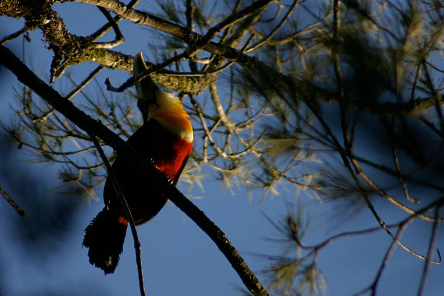 Ave colorida de peito vermelho e bico verde pousada entre galhos no Hotel Toriba, em Campos do Jordão, São Paulo. Fotografia autoral de Eduardo Sardinha — Sardinha17. Palavras-chave: tucano, aves, fauna, araucária, Serra da Mantiqueira, natureza.