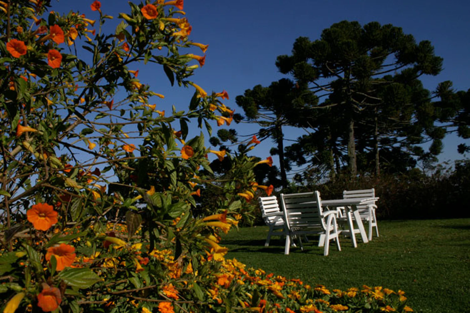 Jardim ensolarado do Hotel Toriba, em Campos do Jordão, com flores alaranjadas, gramado, conjunto de cadeiras brancas e araucária sob céu azul. Fotografia autoral de Eduardo Sardinha — Sardinha17. Palavras-chave: jardim, flores, paisagismo, araucária, Hotel Toriba, Serra da Mantiqueira.