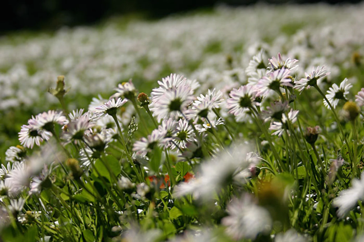 Campo de pequenas margaridas brancas e rosadas em foco seletivo, no jardim do Hotel Toriba, em Campos do Jordão. Fotografia autoral de Eduardo Sardinha — Sardinha17. Palavras-chave: flores, margaridas, branco, rosa, jardim, primavera, natureza.