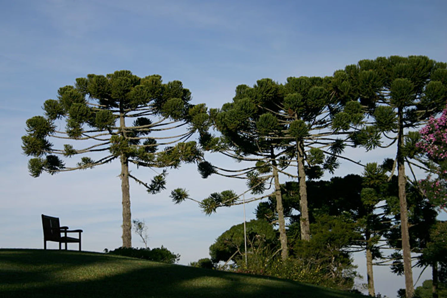 Composição paisagística com banco solitário, gramado e conjunto de araucárias no jardim do Hotel Toriba, em Campos do Jordão. Fotografia autoral de Eduardo Sardinha — Sardinha17. Palavras-chave: araucária, banco, jardim, paisagismo, Serra da Mantiqueira, silêncio.