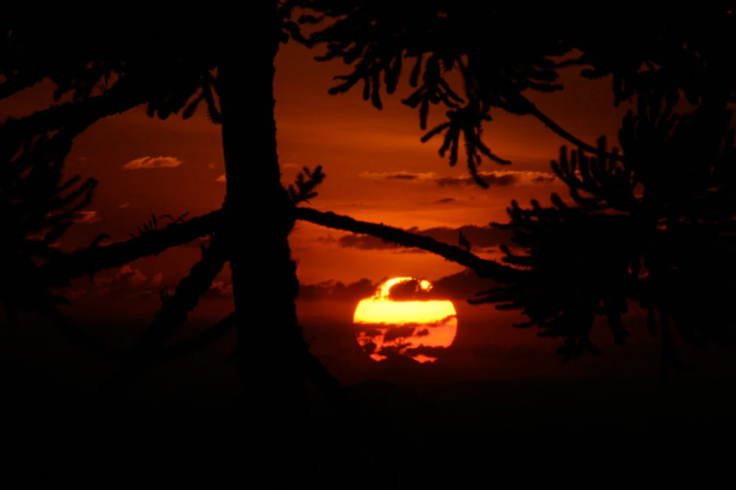 Pôr do sol em tons intensos de laranja enquadrado por tronco e galhos de araucária em silhueta, no Hotel Toriba em Campos do Jordão. Fotografia autoral de Eduardo Sardinha — Sardinha17. Palavras-chave: entardecer, sol, nuvens, araucária, contraluz, laranja, Serra da Mantiqueira.