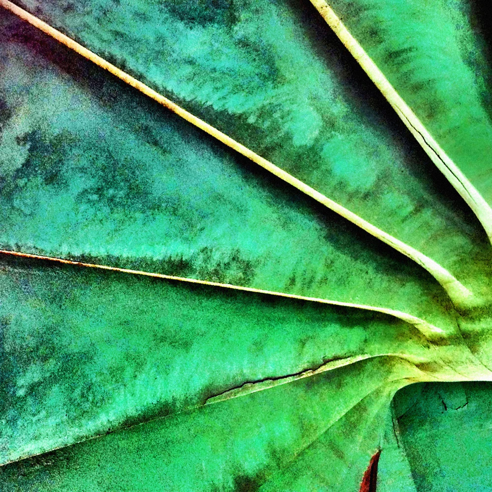 fotografia mobgrafia selecao ig iphoneography 161