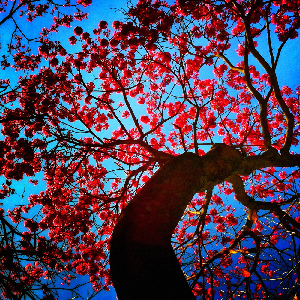 fotografia mobgrafia selecao ig iphoneography 173