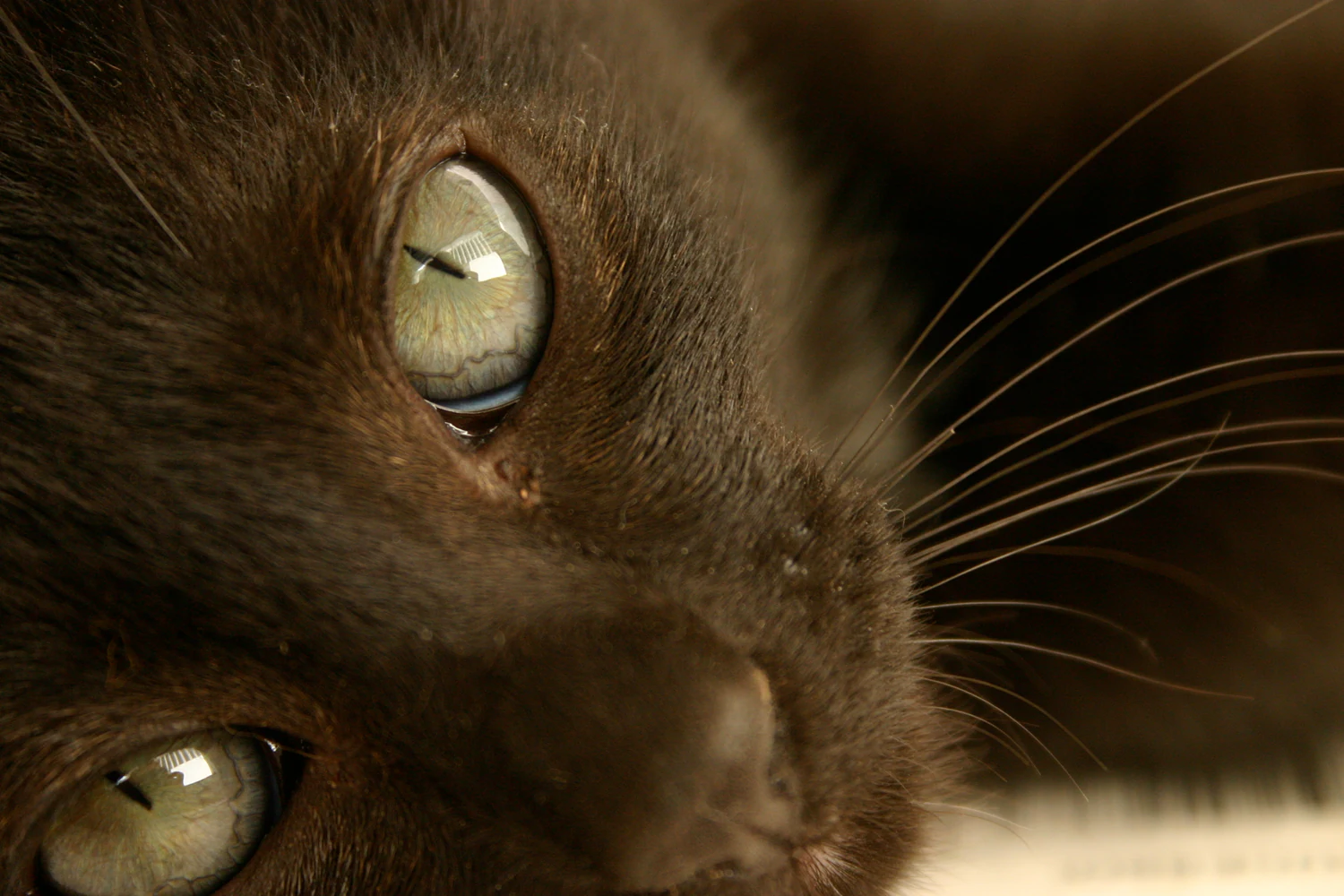 Close extremo de gato preto destacando olhos verdes, pelo escuro e bigodes.